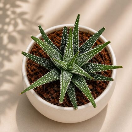 Haworthia Fasciata Variabilis H2 - Nook & Nature