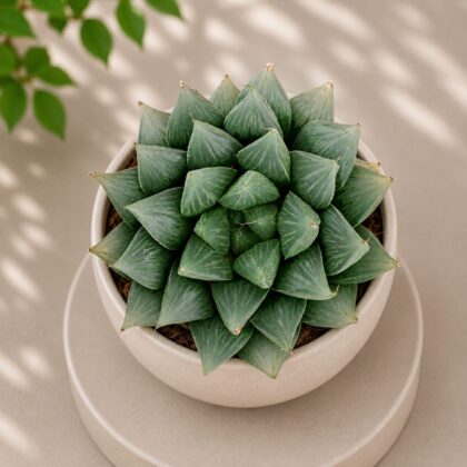 Haworthia Hybrida G1 G1 Hybrid Haworthia H2 - Nook & Nature
