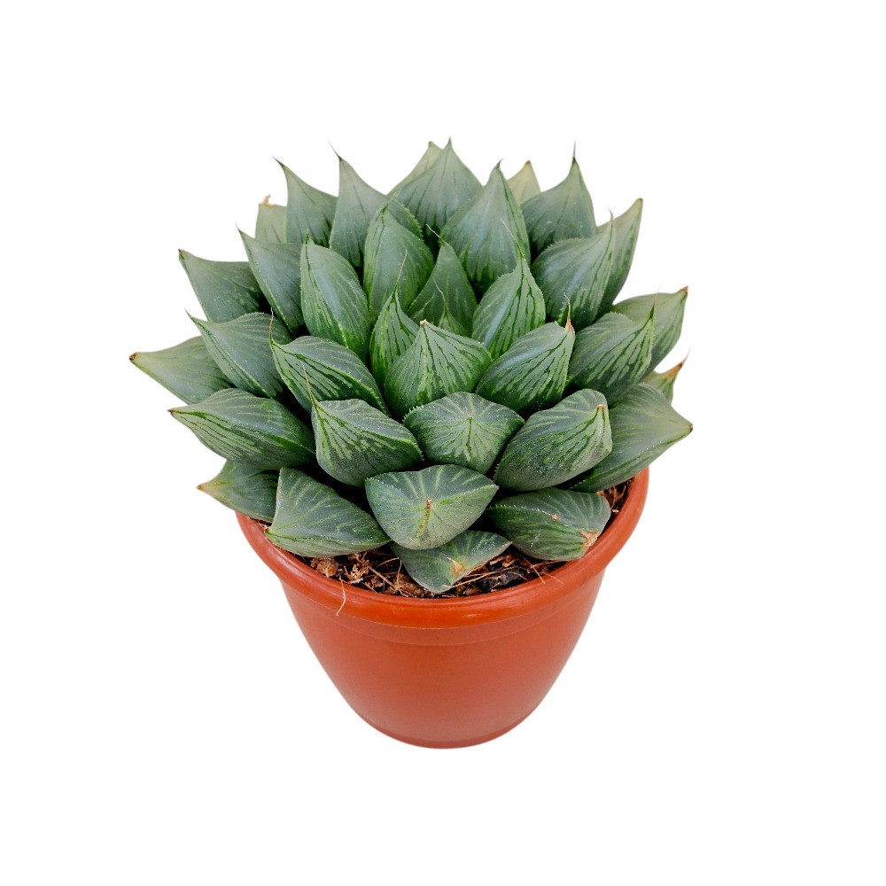 Haworthia hybrida G1 – G1 Hybrid Haworthia - Nook & Nature