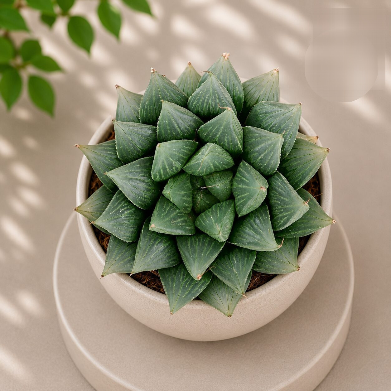 Haworthia Hybrida G1 G1 Hybrid Haworthia H2 - Nook & Nature