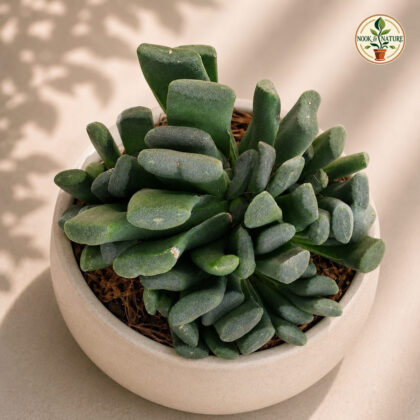 Haworthia Hybrida G10 H2 - Nook & Nature