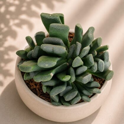 Haworthia Hybrida G10 H2 - Nook & Nature
