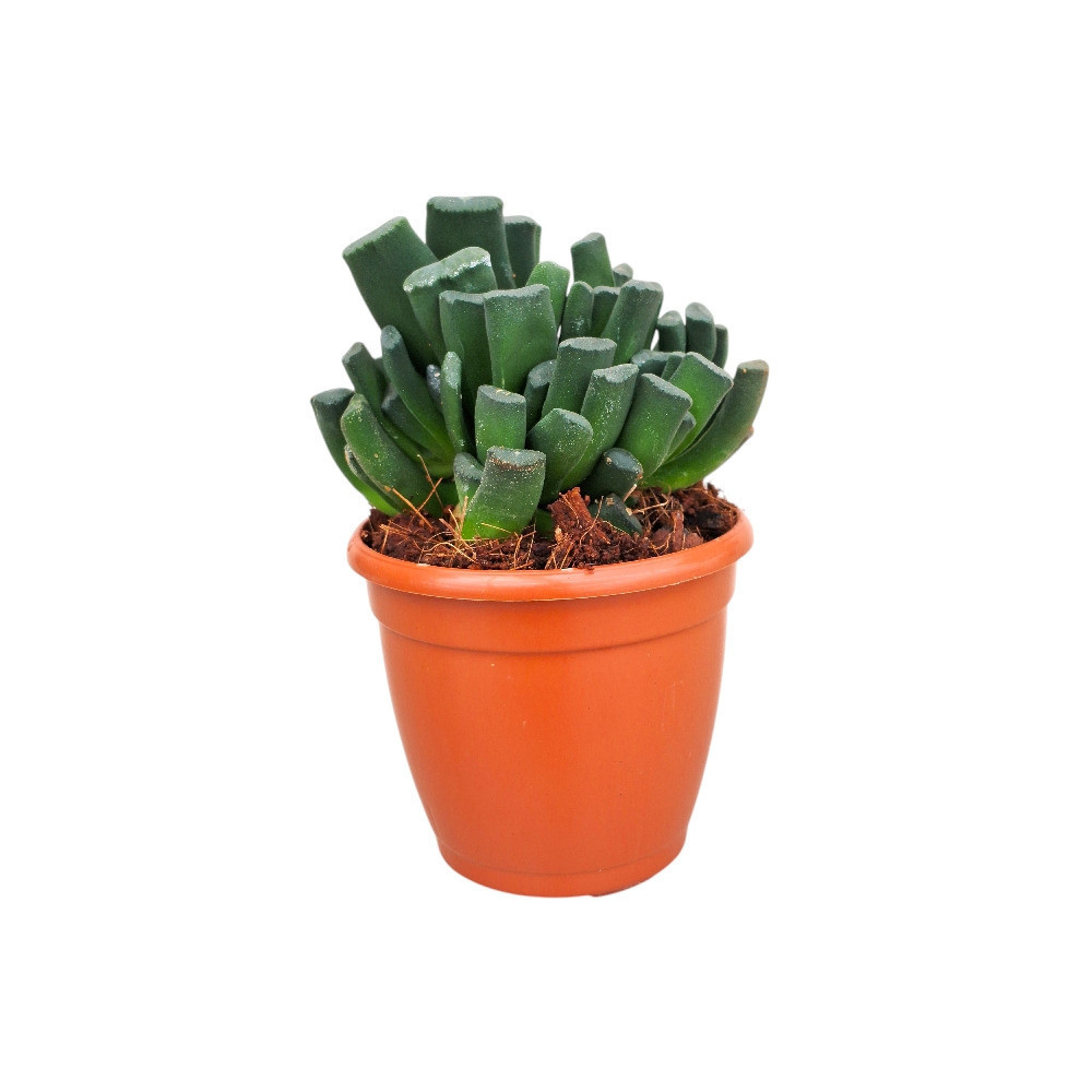 Haworthia hybrida ‘G10’ - Nook & Nature
