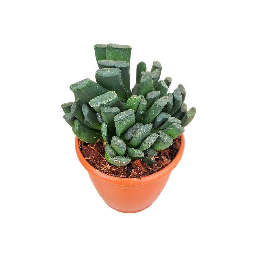Haworthia hybrida ‘G10’ - Nook & Nature