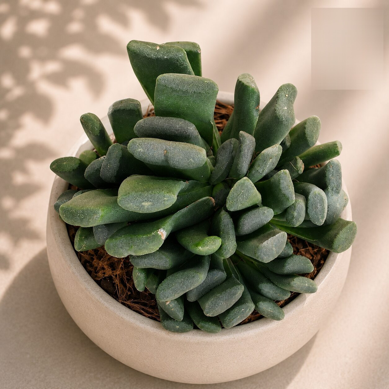 Haworthia Hybrida G10 H2 - Nook & Nature