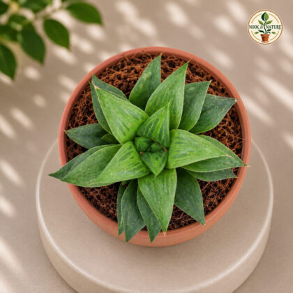 Haworthia Hybrida G11 G11 Hybrid Haworthia H2 - Nook & Nature