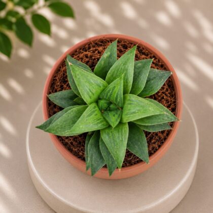 Haworthia Hybrida G11 G11 Hybrid Haworthia H2 - Nook & Nature
