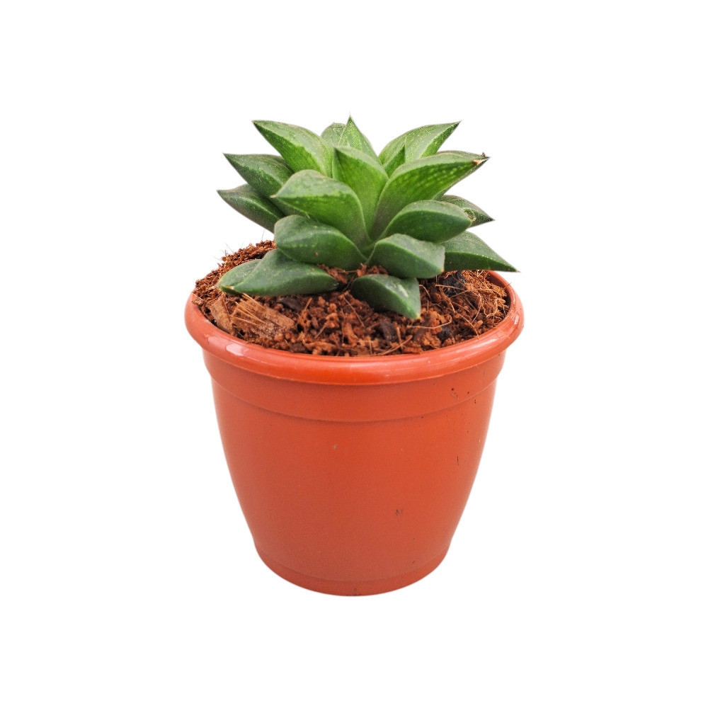 Haworthia hybrida G11 – G11 Hybrid Haworthia - Nook & Nature