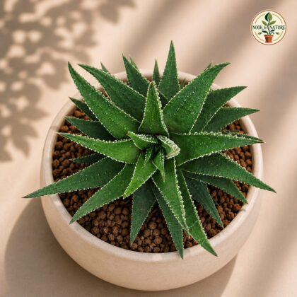 Haworthia Hybrida G12 H2 - Nook & Nature