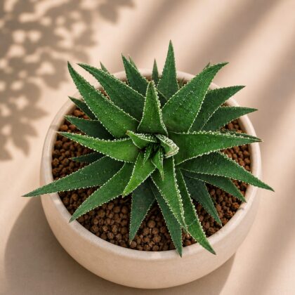 Haworthia Hybrida G12 H2 - Nook & Nature