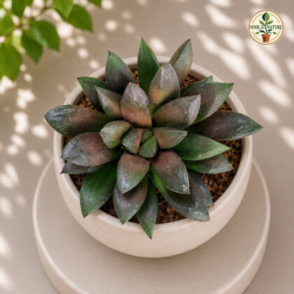 Haworthia Hybrida G13 G13 Hybrid Haworthia H2 - Nook & Nature