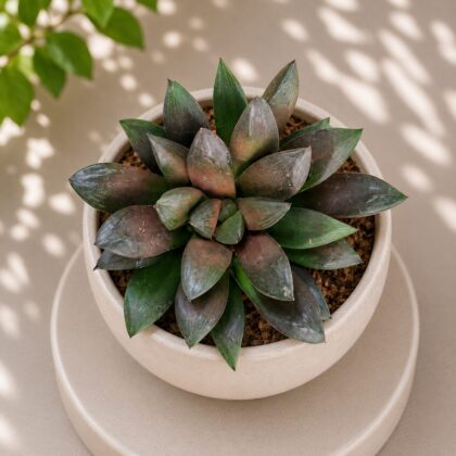 Haworthia Hybrida G13 G13 Hybrid Haworthia H2 - Nook & Nature