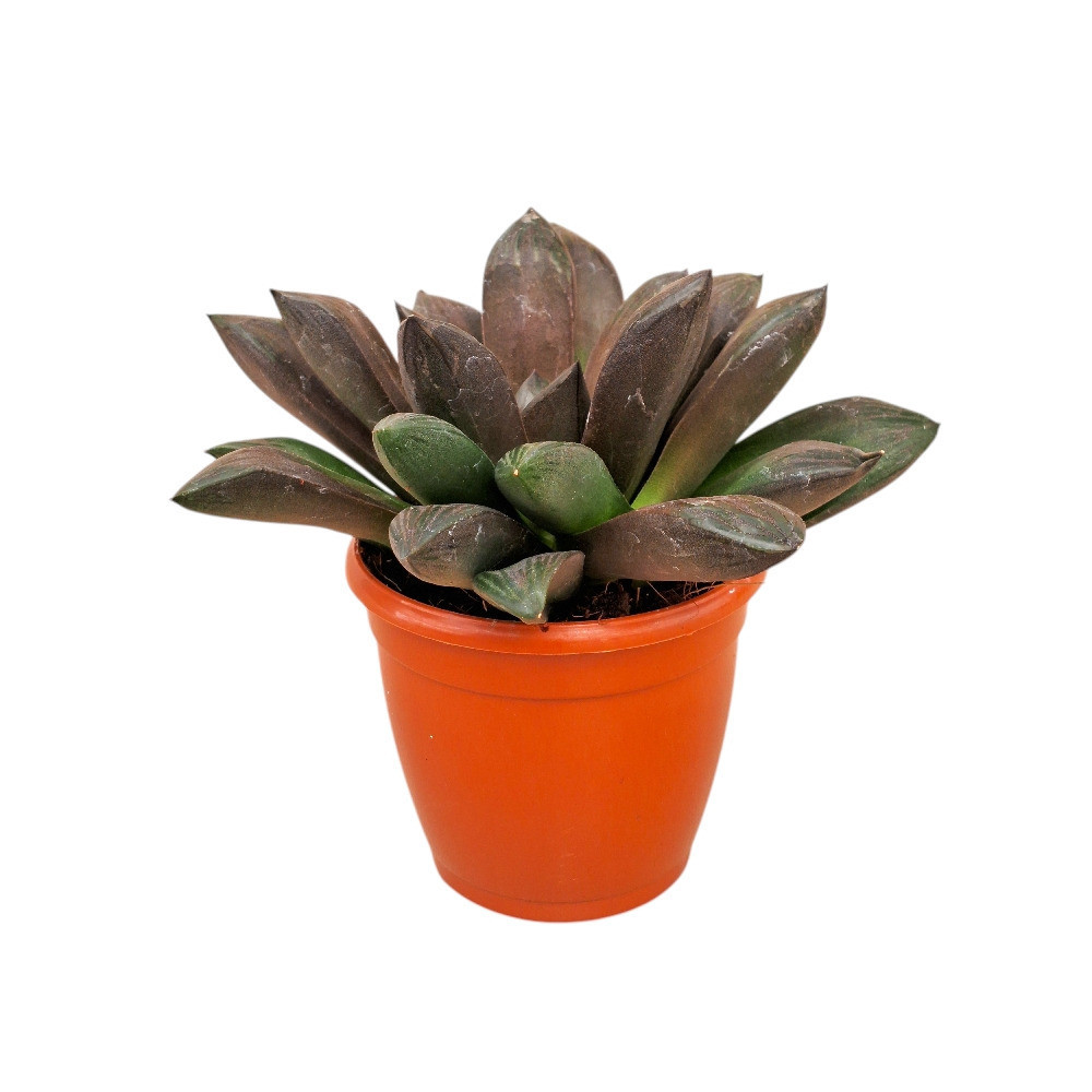 Haworthia hybrida G13 – G13 Hybrid Haworthia - Nook & Nature