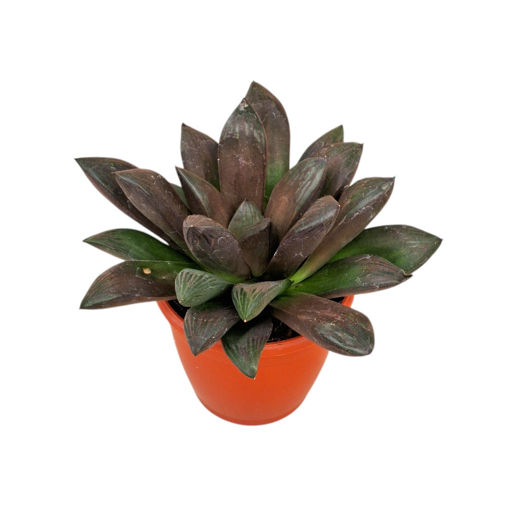 Haworthia hybrida G13 – G13 Hybrid Haworthia - Nook & Nature