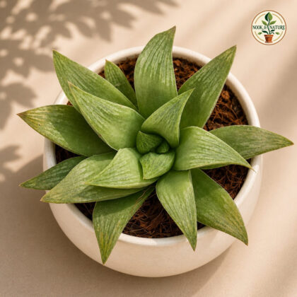 Haworthia Hybrida G14 H2 - Nook & Nature