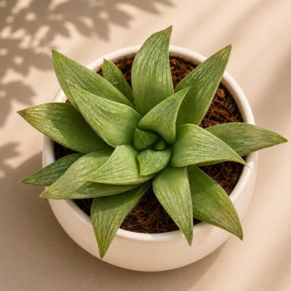 Haworthia Hybrida G14 H2 - Nook & Nature