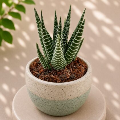 Haworthia Hybrida G15 G15 Hybrid Haworthia H2 - Nook & Nature