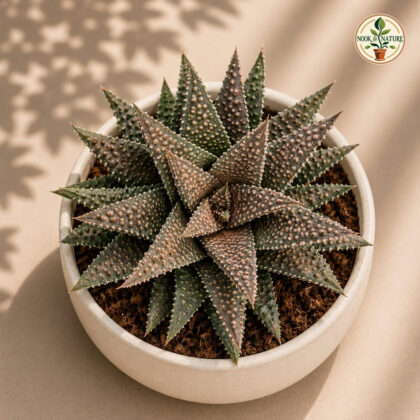 Haworthia Hybrida G16 H2 - Nook & Nature