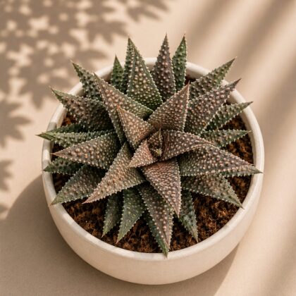 Haworthia Hybrida G16 H2 - Nook & Nature