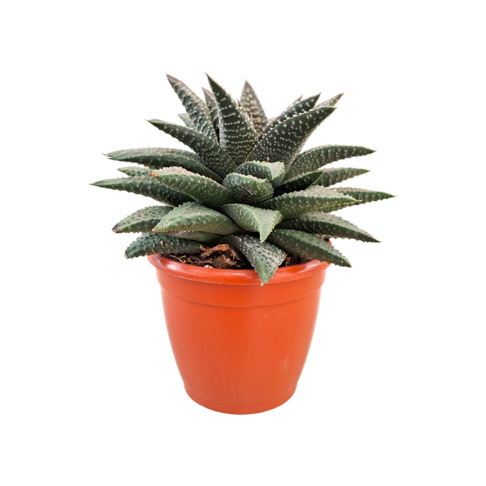 Haworthia hybrida ‘G16’ - Nook & Nature