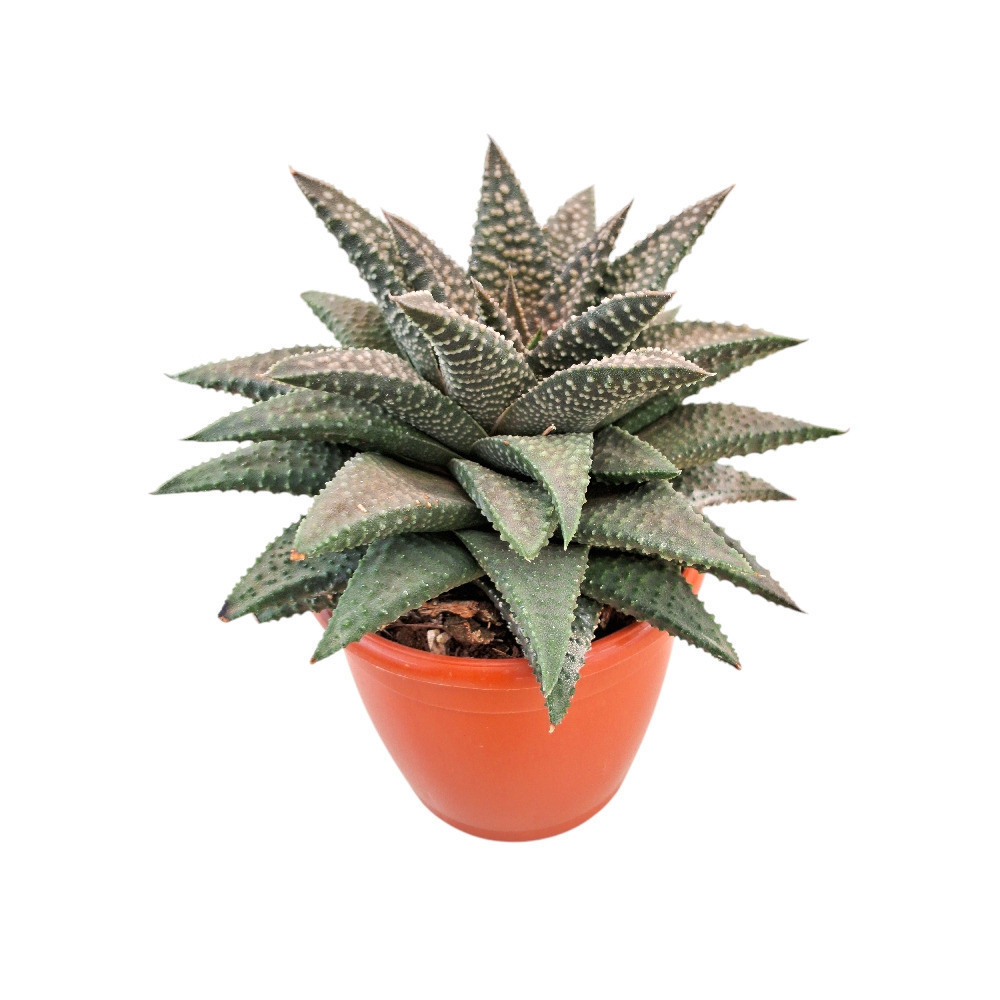 Haworthia hybrida ‘G16’ - Nook & Nature