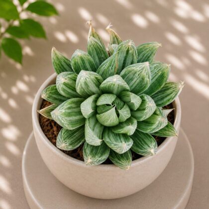 Haworthia Hybrida G17 H2 - Nook & Nature