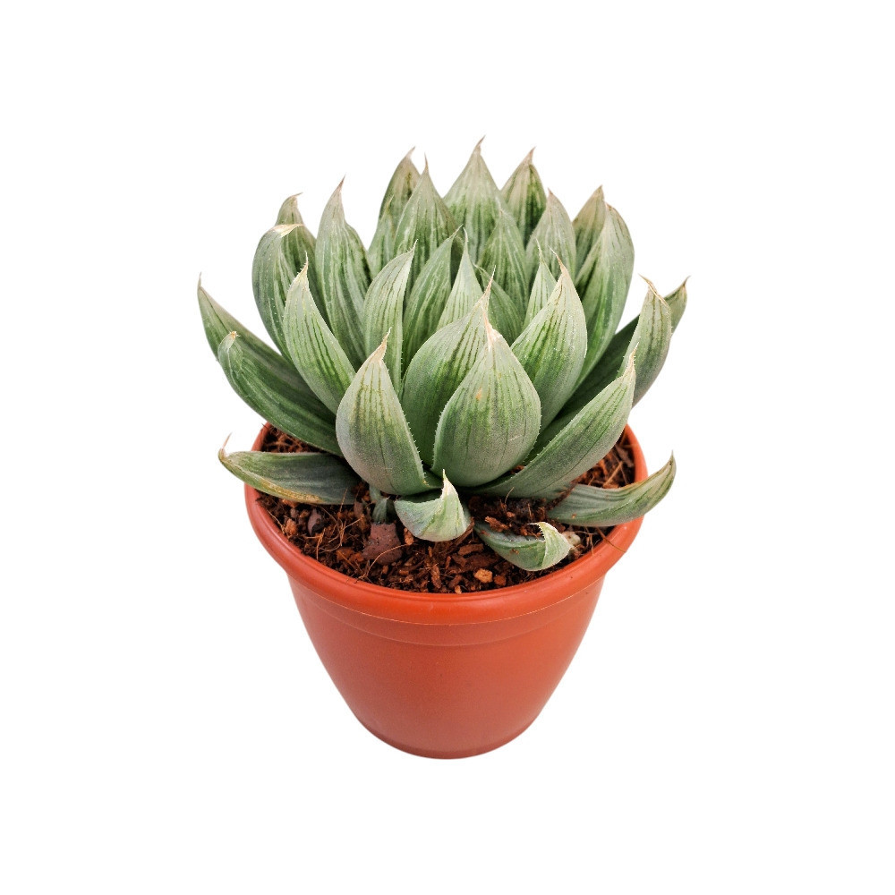 Haworthia hybrida ‘G17’ - Nook & Nature