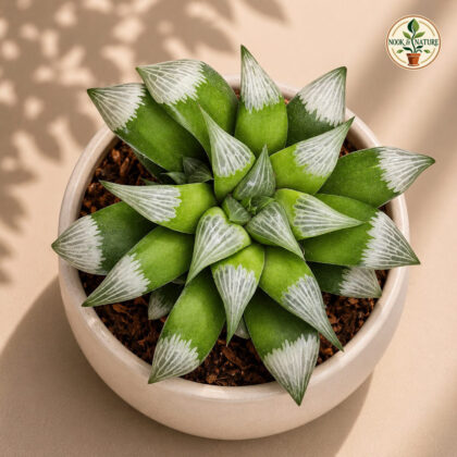 Haworthia Hybrida G18 H2 - Nook & Nature