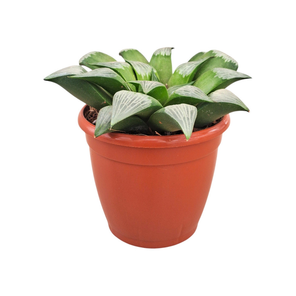 Haworthia hybrida ‘G18’ - Nook & Nature