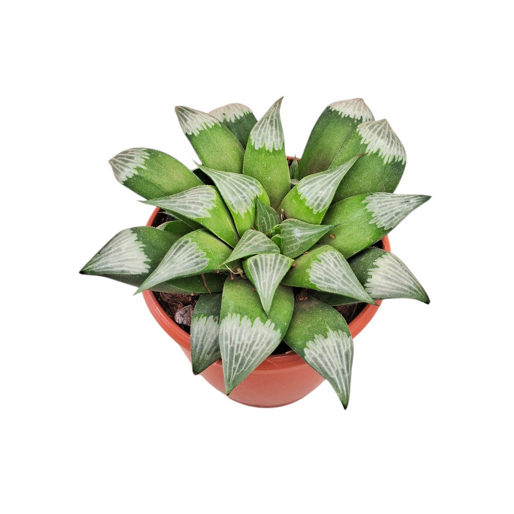 Haworthia hybrida ‘G18’ - Nook & Nature