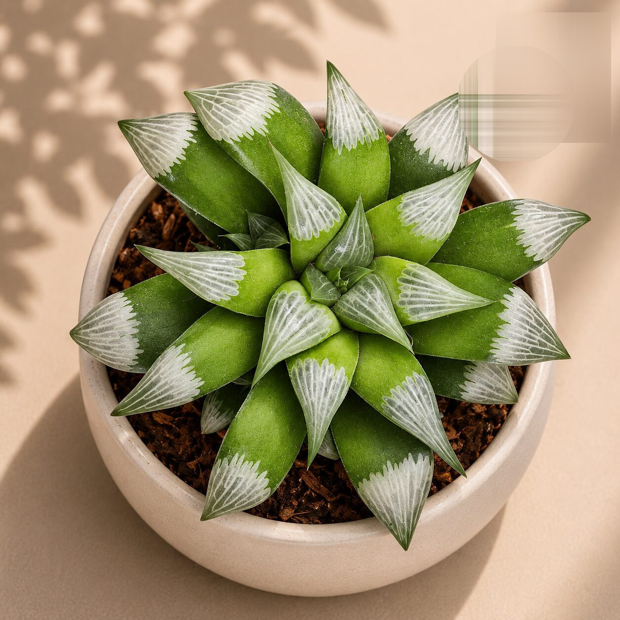 Haworthia Hybrida G18 H2 - Nook & Nature