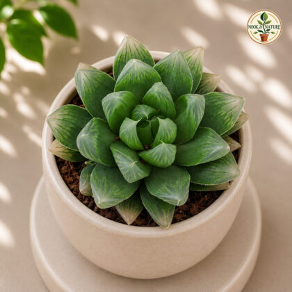 Haworthia Hybrida G19 H2 - Nook & Nature