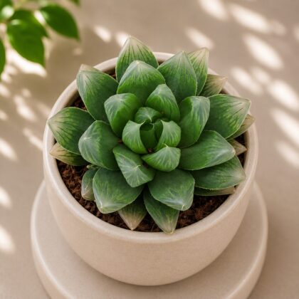 Haworthia Hybrida G19 H2 - Nook & Nature