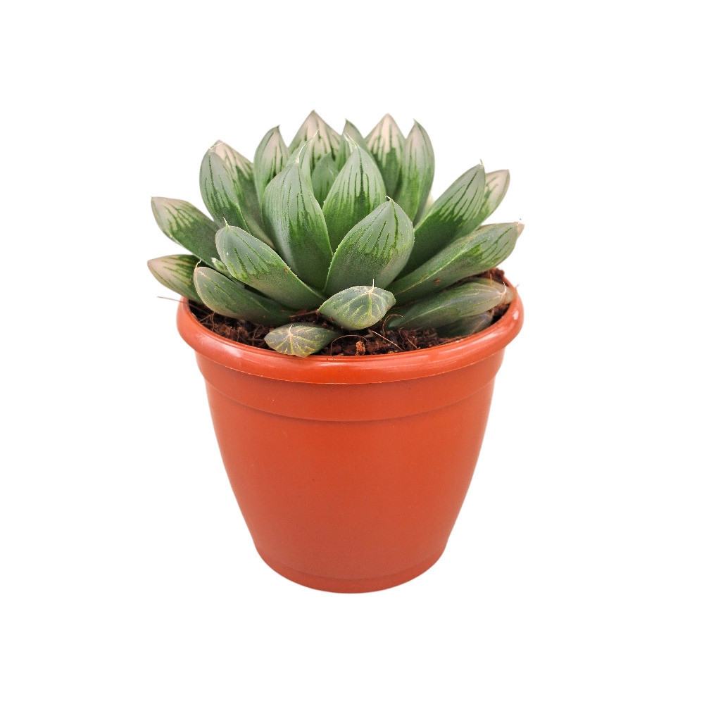 Haworthia hybrida ‘G19’ - Nook & Nature