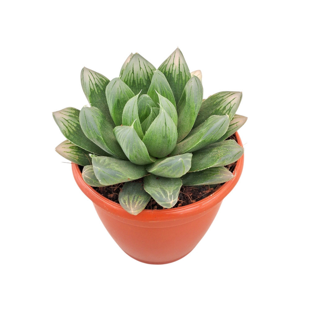 Haworthia hybrida ‘G19’ - Nook & Nature