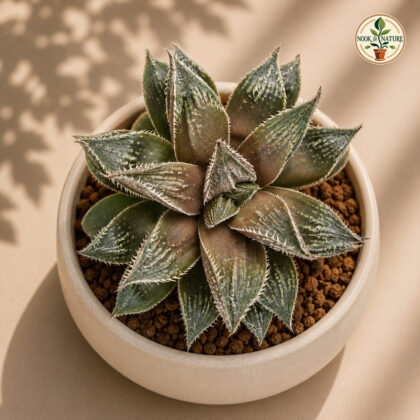 Haworthia Hybrida G20 H2 - Nook & Nature