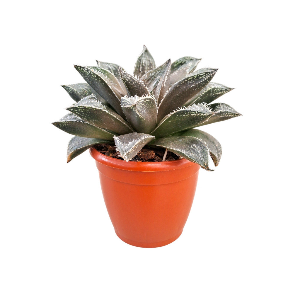 Haworthia hybrida ‘G20’ - Nook & Nature