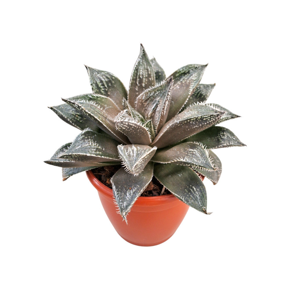 Haworthia hybrida ‘G20’ - Nook & Nature