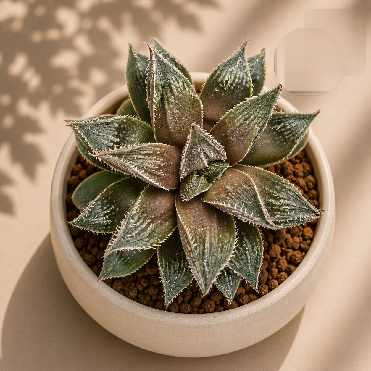 Haworthia Hybrida G20 H2 - Nook & Nature