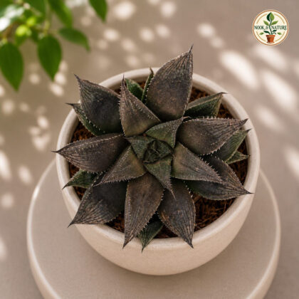 Haworthia Hybrida G21 H2 - Nook & Nature