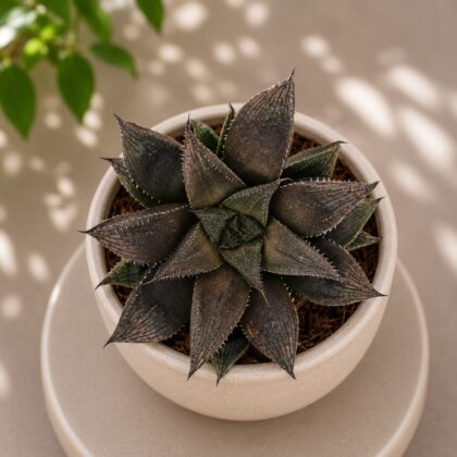 Haworthia Hybrida G21 H2 - Nook & Nature
