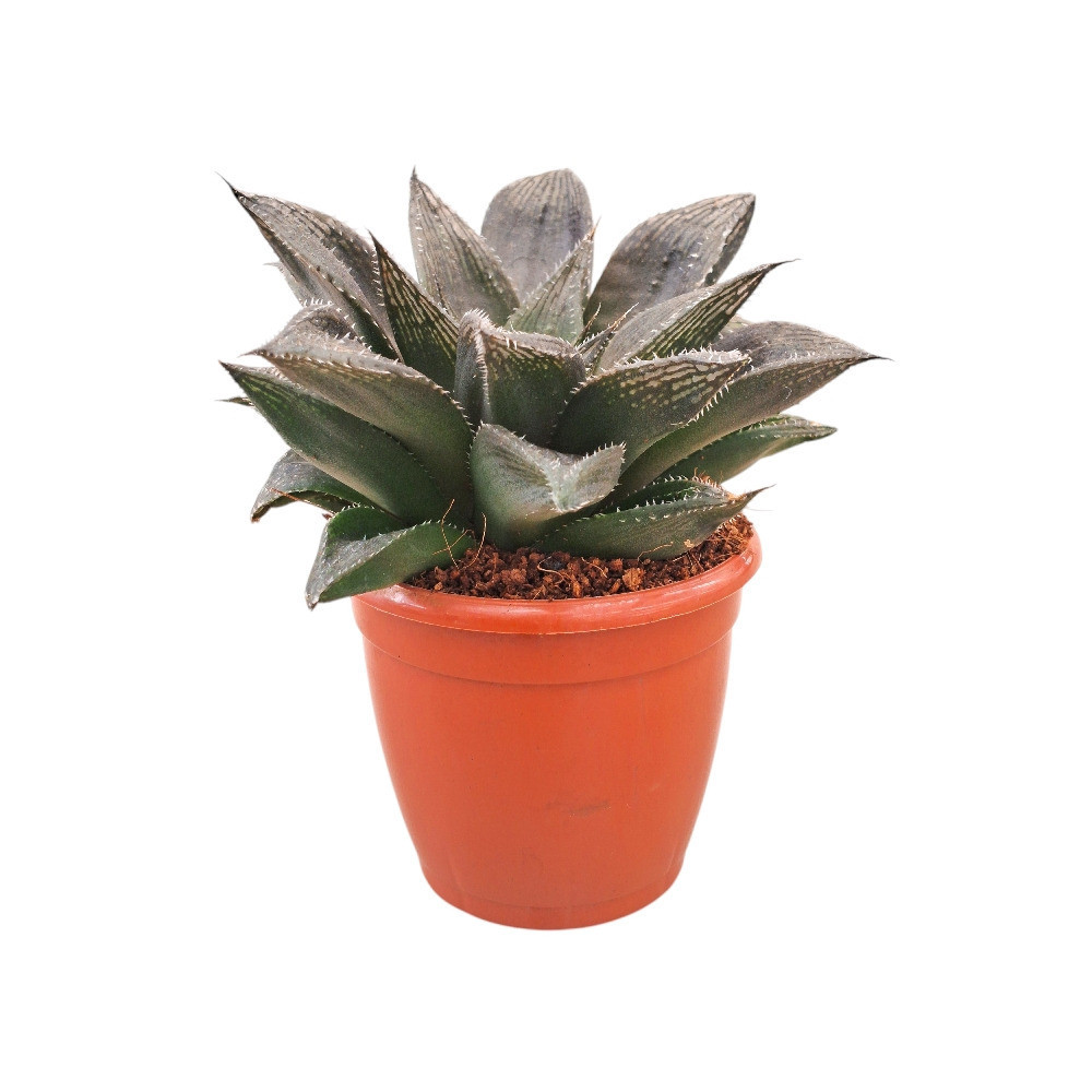 Haworthia hybrida ‘G21’ - Nook & Nature