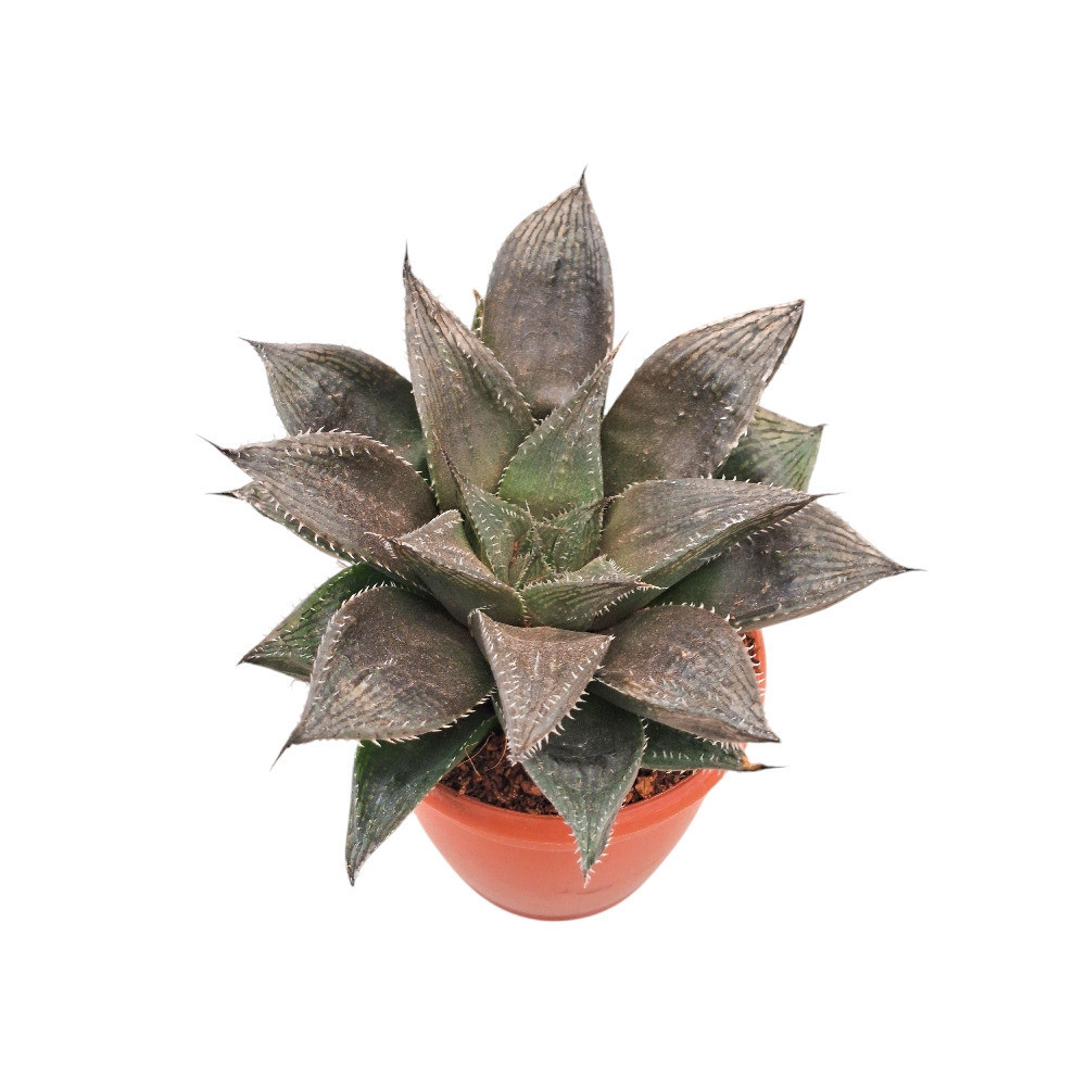 Haworthia hybrida ‘G21’ - Nook & Nature