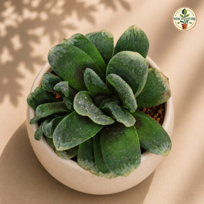 Haworthia Hybrida G22 H2 - Nook & Nature