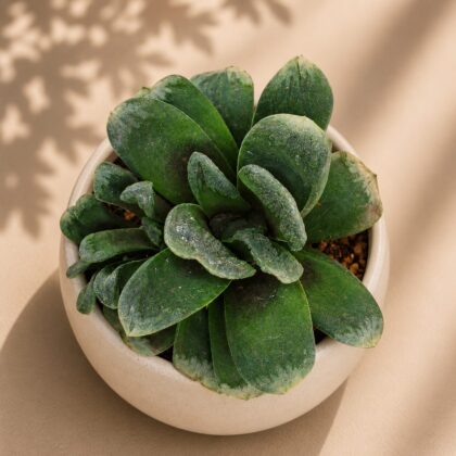 Haworthia Hybrida G22 H2 - Nook & Nature