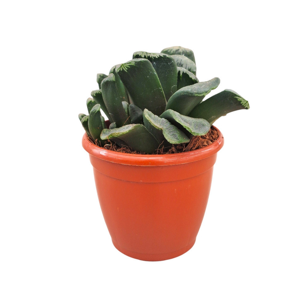 Haworthia hybrida ‘G22’ - Nook & Nature