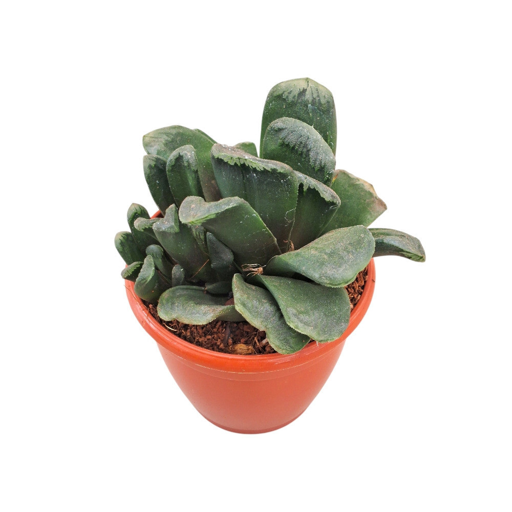 Haworthia hybrida ‘G22’ - Nook & Nature