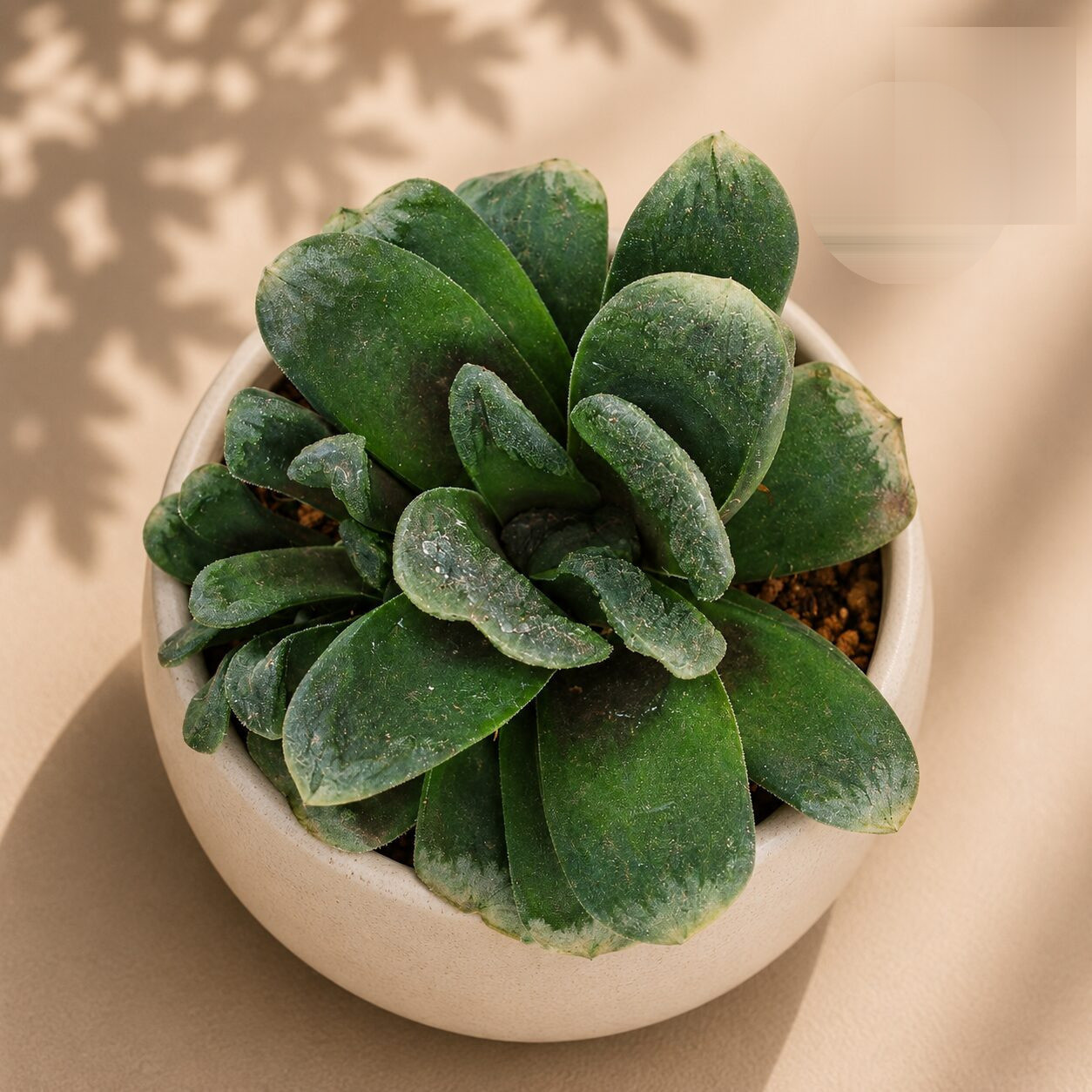 Haworthia Hybrida G22 H2 - Nook & Nature