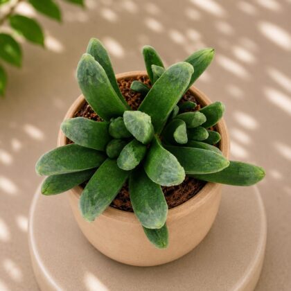 Haworthia Hybrida G23 H2 - Nook & Nature