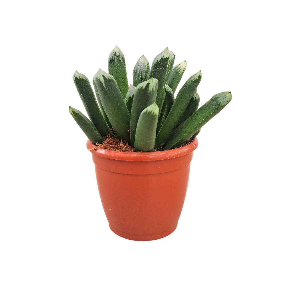 Haworthia hybrida ‘G23’ - Nook & Nature
